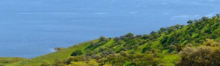 Connie Background uwp banner thumb 1 768x231